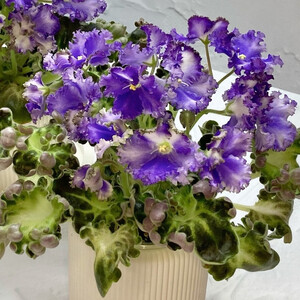 ДВ-Коленька