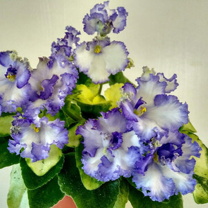 ЛЕ-Зоряне Сяйво