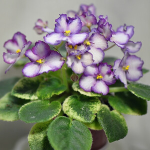 ЛЕ-Лунная Радуга