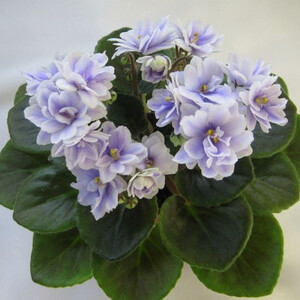 Н-Морозный Январь