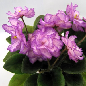 Н-Ностальгия