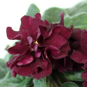 РС-Черный Бархат