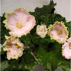 РС-Чудо-Ландыш