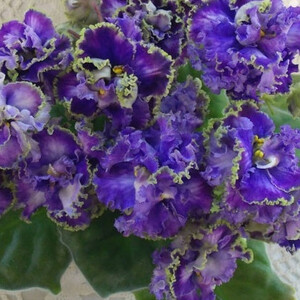 РуНа-Цунами