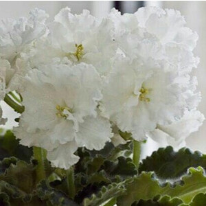 Свадебный Букет