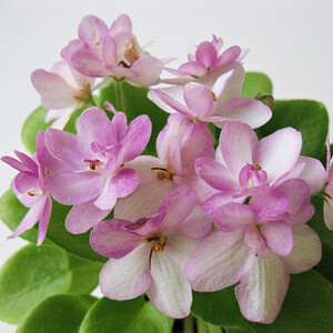 СК-Яблоневый Сад