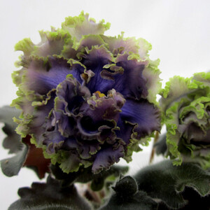 СМ-Дым над Водой