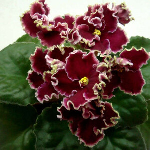 СМ-Калина Красная