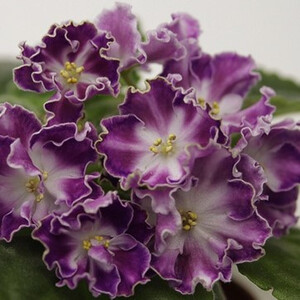 СМ-Легенда Петербурга