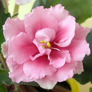 СМ-Леди Карамель