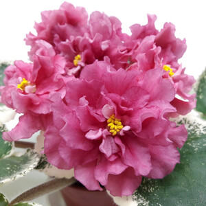 СМ-Лезгинка