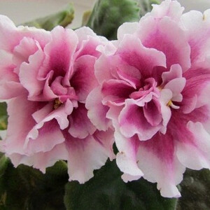 СМ-Летний Вечер