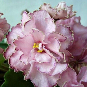 СМ-Марлезонский Балет