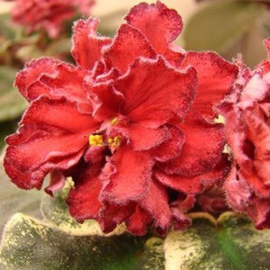 СМ-Ночная Бабочка