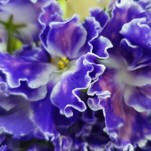 СМ-Чудо Гороховое