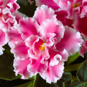 СМ-Ягодное Суфле