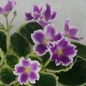 СН-Сударыня