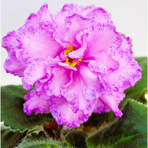 ТФ-Сашенька