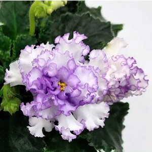 ТФ-Северное Сияние