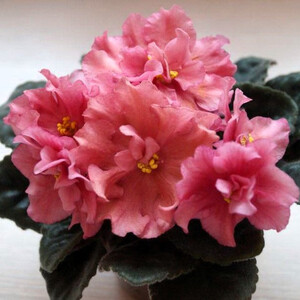 Утомленное Солнце