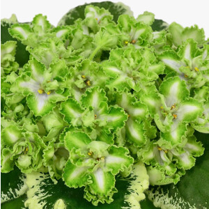 Ф-Чистый Изумруд