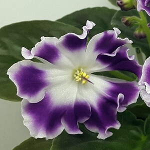 Черничный Десерт