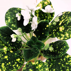 ШН-Космическая Фея