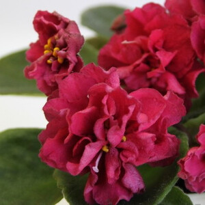 Ягода Малина