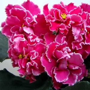 Ян-Нарядная