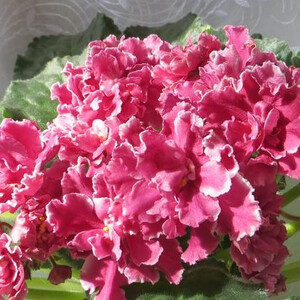 РС-Бог Солнца