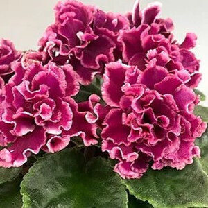 KZ-Взвейтесь Кострами