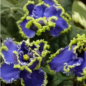 ЛЕ-Кудри Венеры