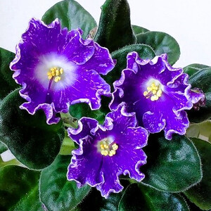 DS-Сияющий Колокольчик (уценка)