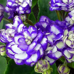 Optimara Smoky Mountains (уценка)