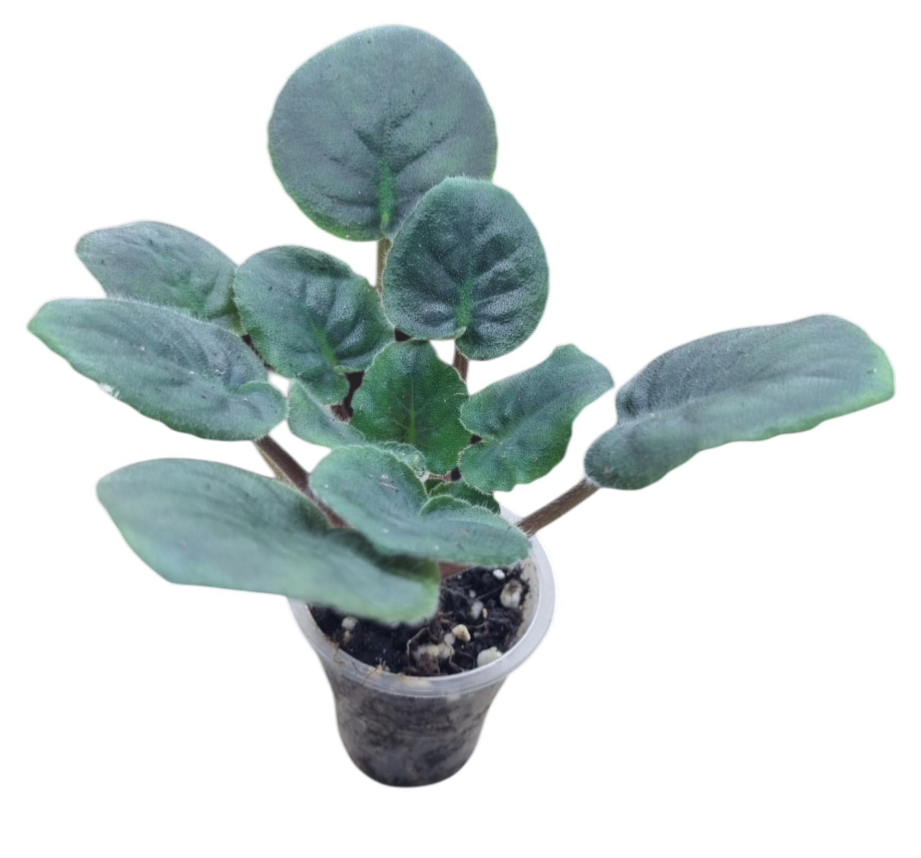 Детка фиалки