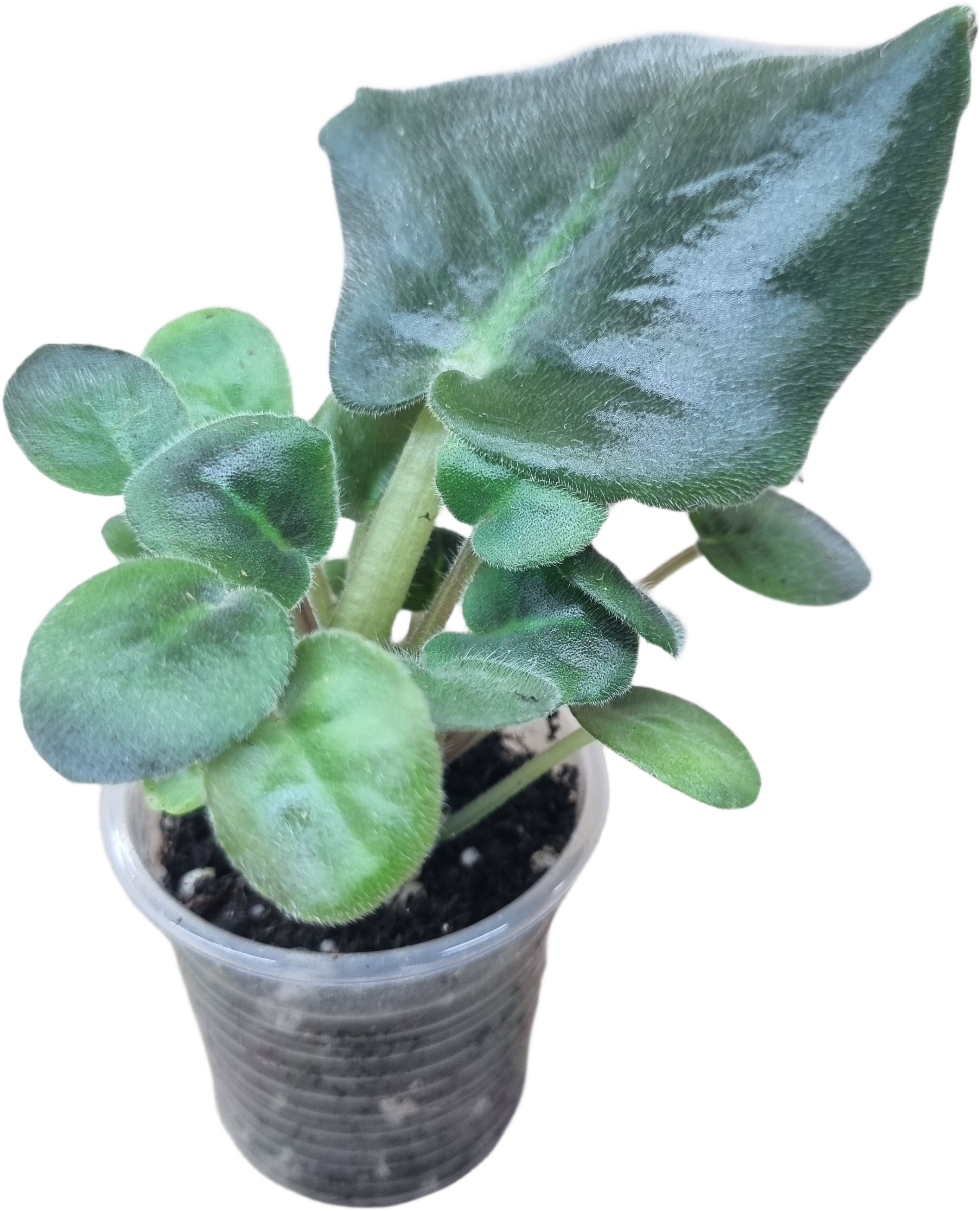 Лист с детками фиалки