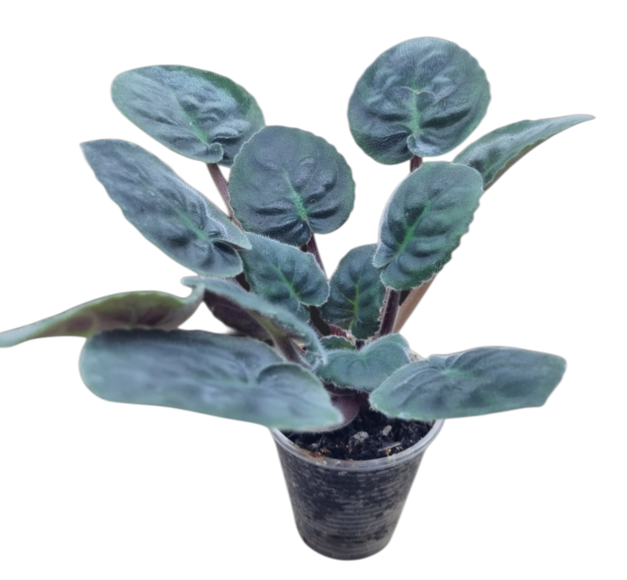 Подросток фиалки