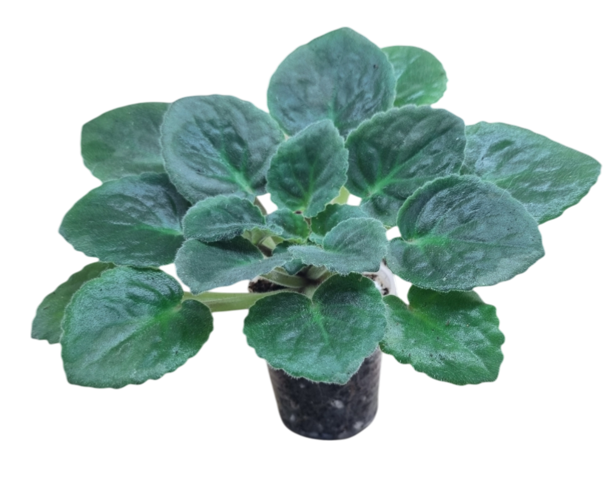 Стартер фиалки