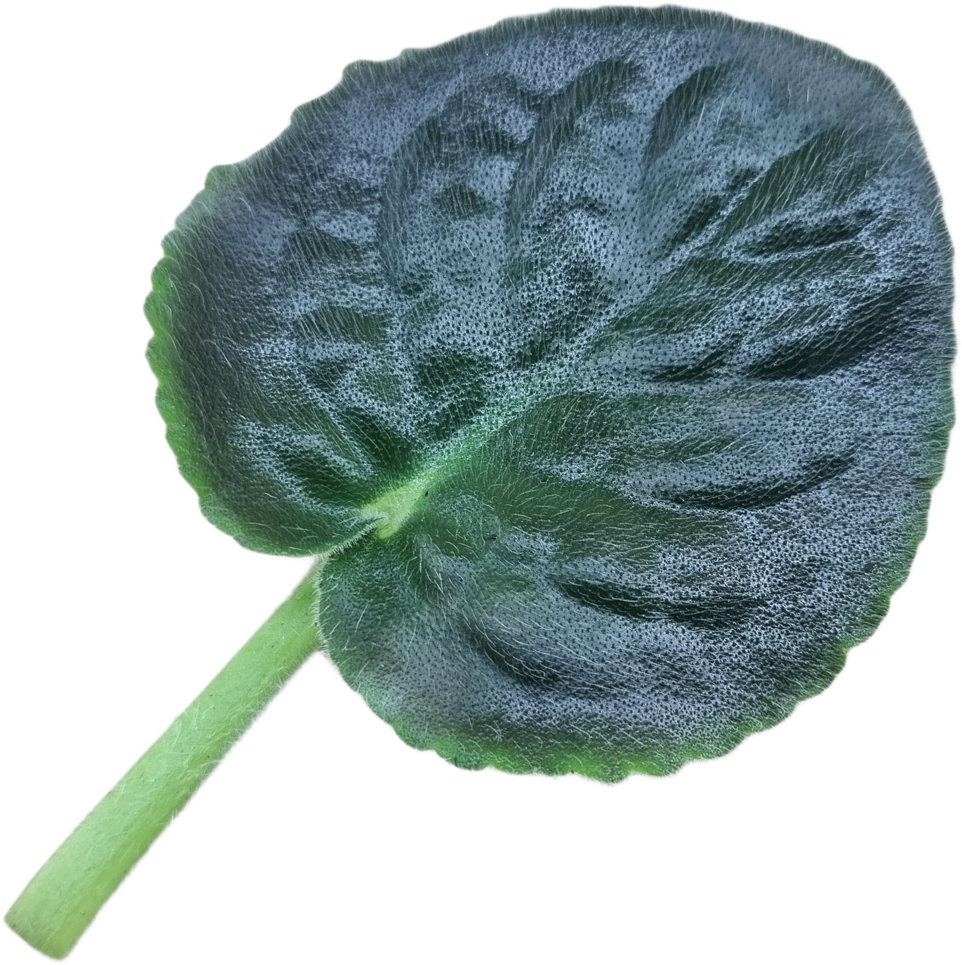 Свежий лист фиалки