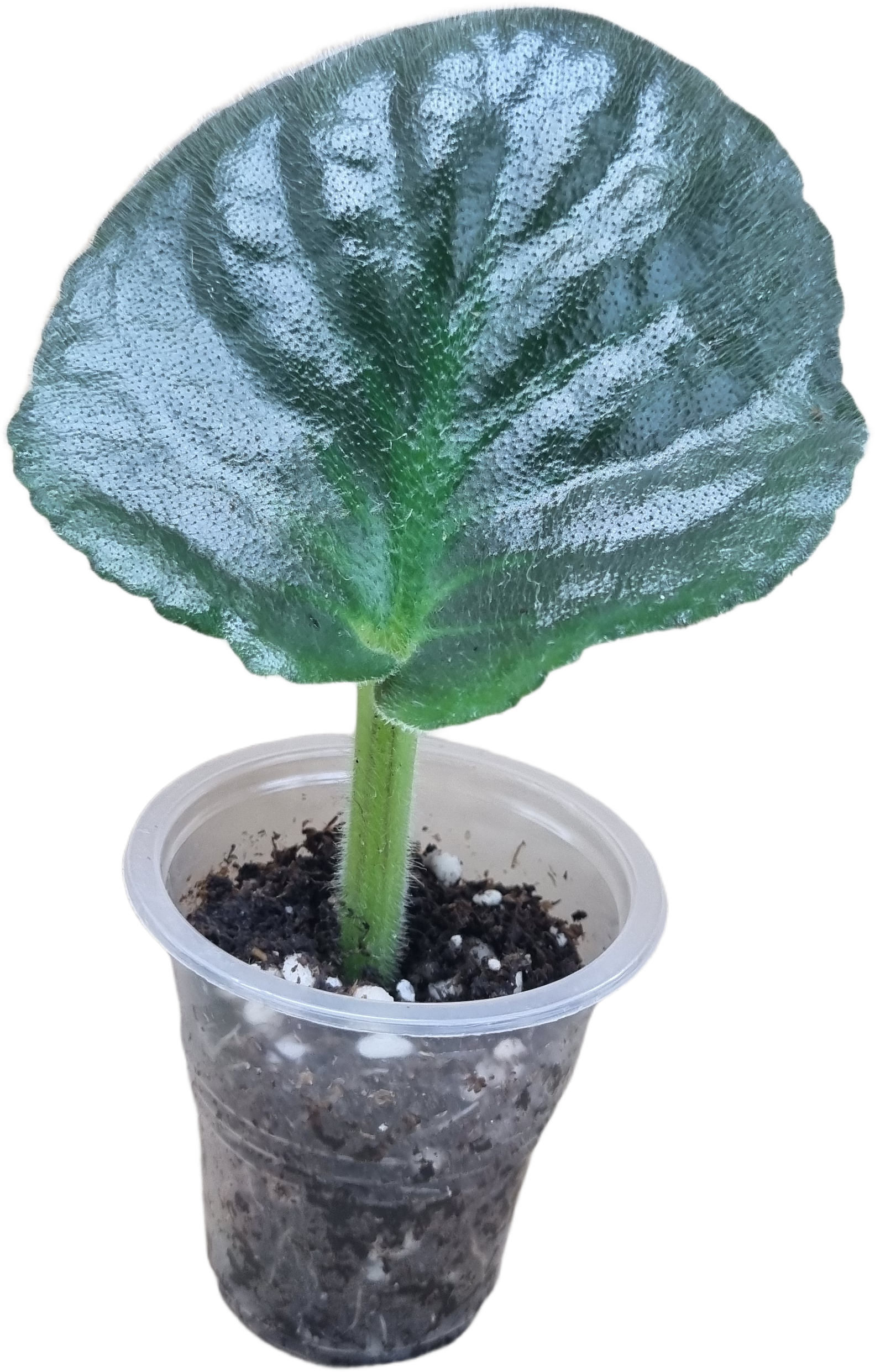 Укоренённый лист фиалки