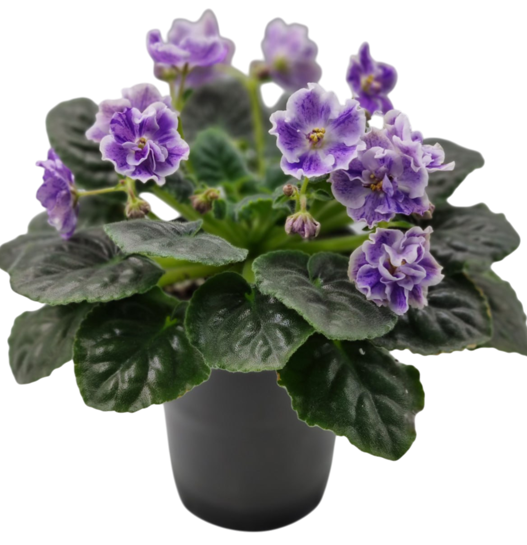 Взрослое растение фиалки